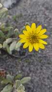 Image of Senecio procumbens Kunth