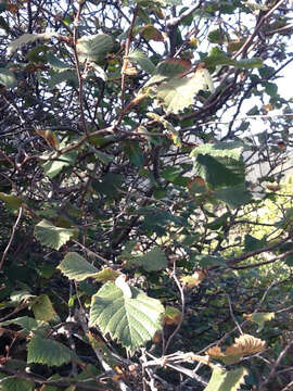 Image of Corylus cornuta subsp. californica (A. DC.) A. E. Murray