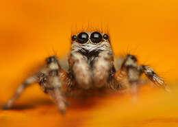 Image of Zebra spider