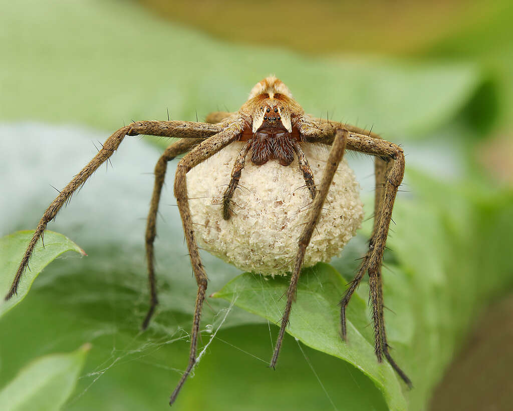 Image of Nursery-web spider