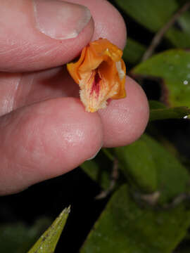 Image of Sobralia crocea (Poepp. & Endl.) Rchb. fil.