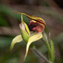 Image of Leaping spider orchid