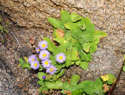 Imagem de Aster spathulifolius Maxim.