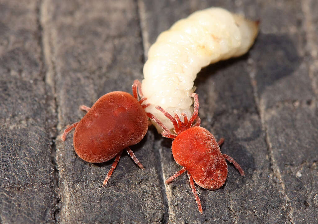 Imagem de Trombidium holosericeum