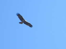 Image of Spanish Imperial Eagle