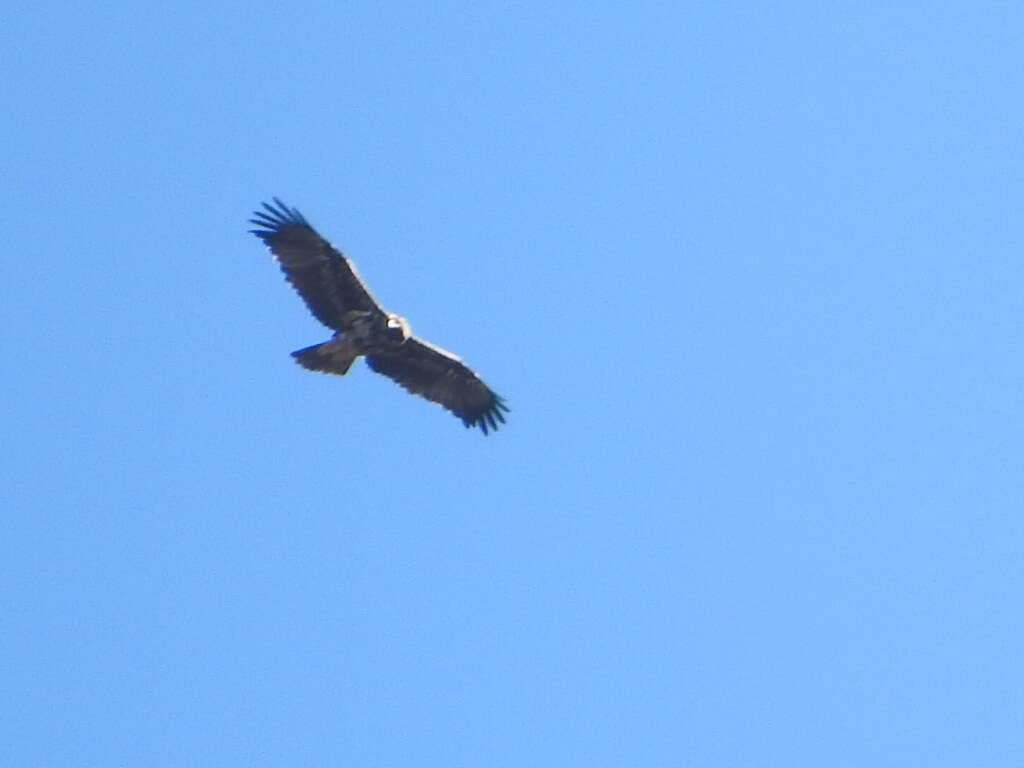 Image of Spanish Imperial Eagle