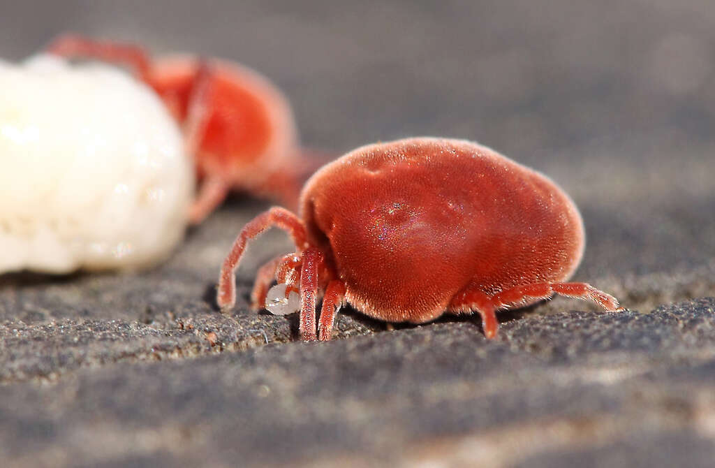 Image of Trombidium holosericeum