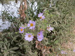 Image of Pacific aster