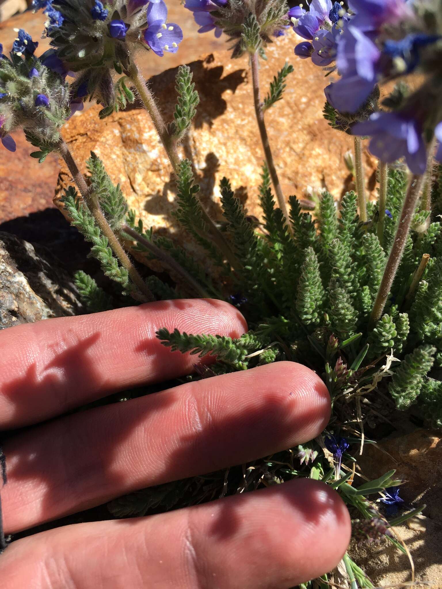 Слика од Polemonium chartaceum Mason