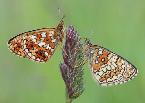 Image of Melitaea athalia