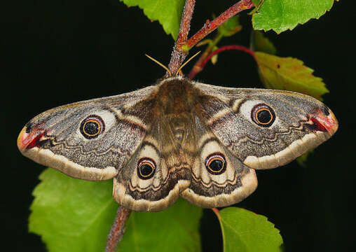 Image of Saturnia subgen. Eudia Jordan 1911