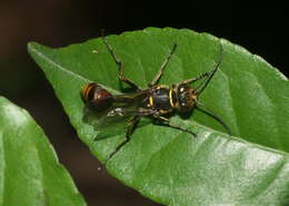 Image of Sceliphron deforme (F. Smith 1856)