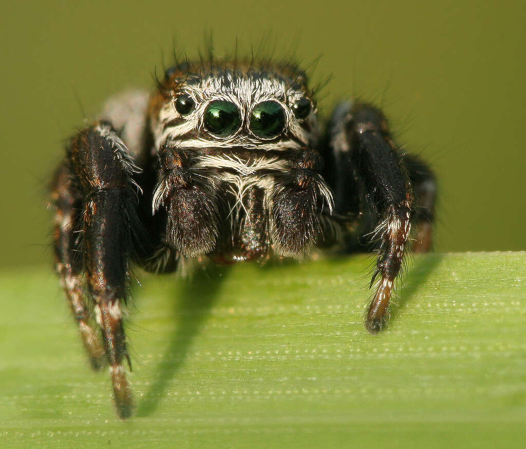 Image of Evarcha arcuata (Clerck 1757)