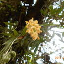 Image of Epidendrum polyanthum Lindl.