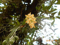 Image of Epidendrum polyanthum Lindl.