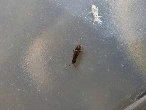 Image of hairy-back girdled springtail