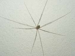 Image of Daddy-long-legs