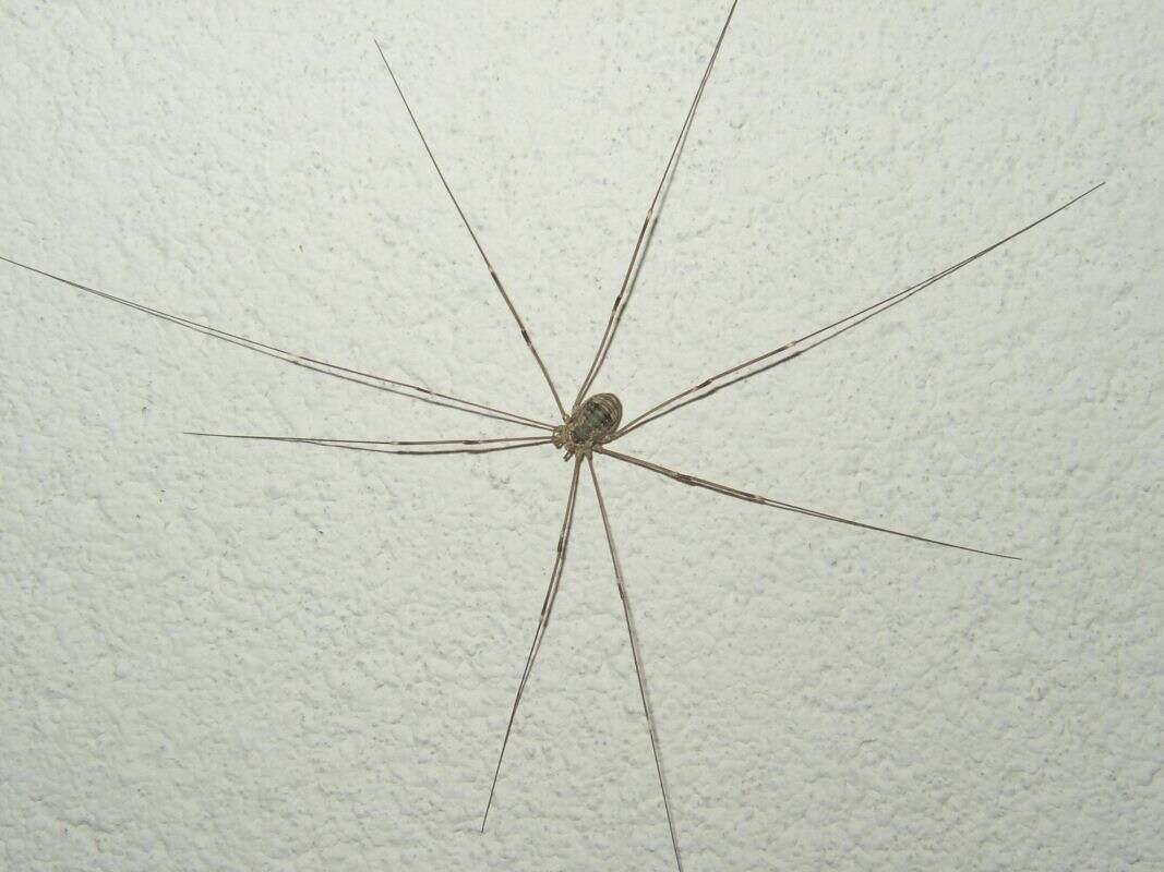 Image of Daddy-long-legs