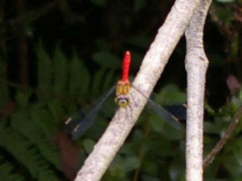 Image of Autumn darter