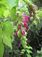 Image of Salvia gravida Epling