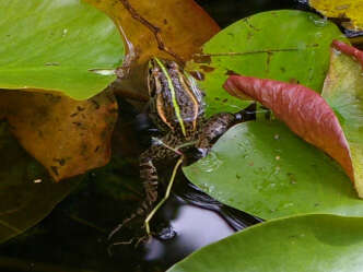 Image of Black-spotted frog