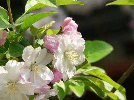 Plancia ëd Malus micromalus Makino