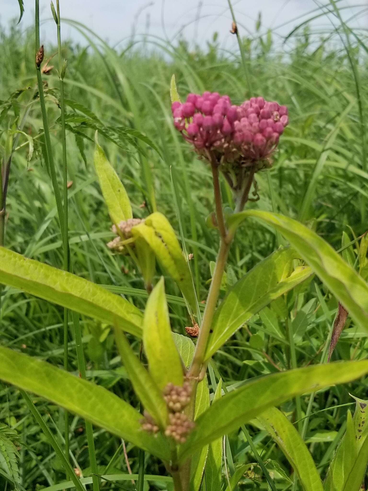 Sivun Asclepias incarnata subsp. incarnata kuva