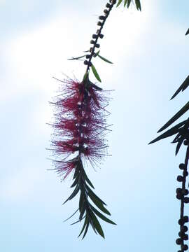 صورة Callistemon viminalis (Sol. ex Gaertn.) G. Don