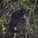 Image of Red-nosed Bearded Saki