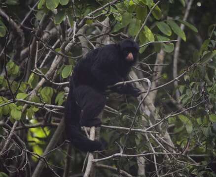 Image of Red-nosed Bearded Saki