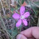 Plancia ëd <i>Acisanthera alsinaefolia</i>