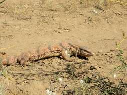 Слика од Varanus griseus caspius (Eichwald 1831)