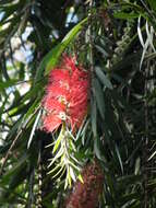 صورة Callistemon citrinus (Curtis) Skeels