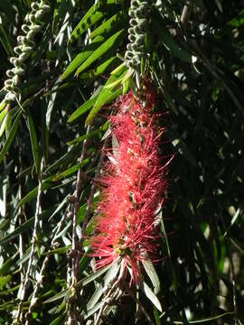 صورة Callistemon citrinus (Curtis) Skeels