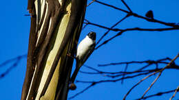 Image of Black-headed Honeyeater