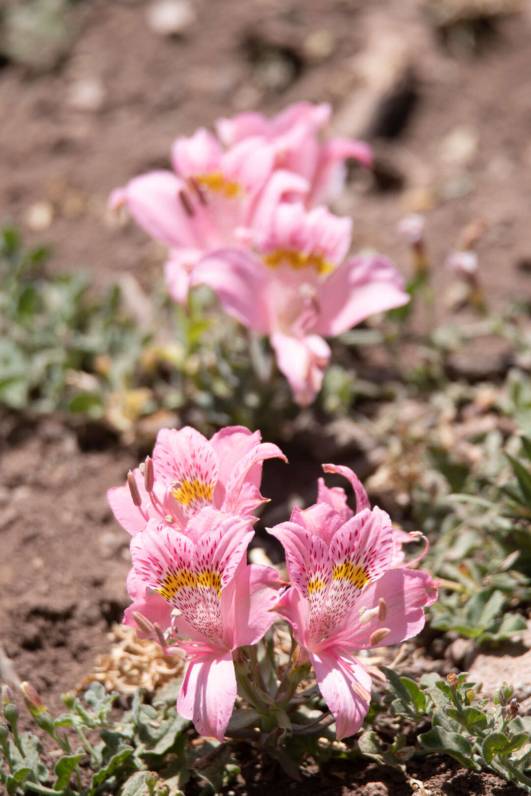 Image of Alstroemeria pallida Graham