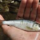 Image of Striped Shiner