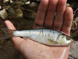 Image of Striped Shiner