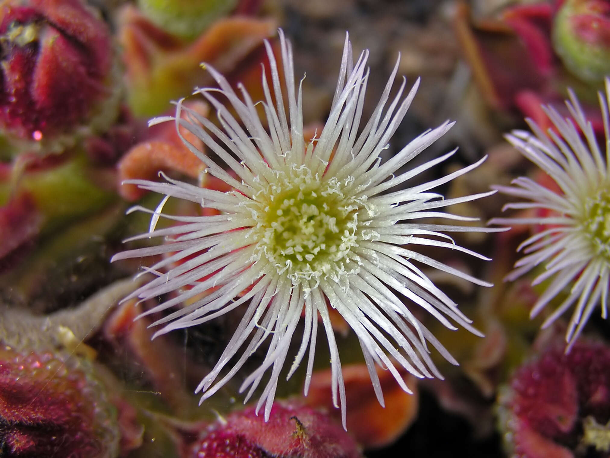 Image of common iceplant