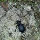 صورة Carabus coriaceus hopffgarteni