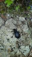 صورة Carabus coriaceus hopffgarteni