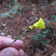 Image of Oncidium graminifolium (Lindl.) Lindl.