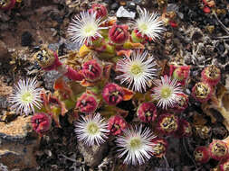 Image of common iceplant