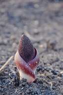 Image of Amorphophallus aphyllus (Hook.) Hutch.