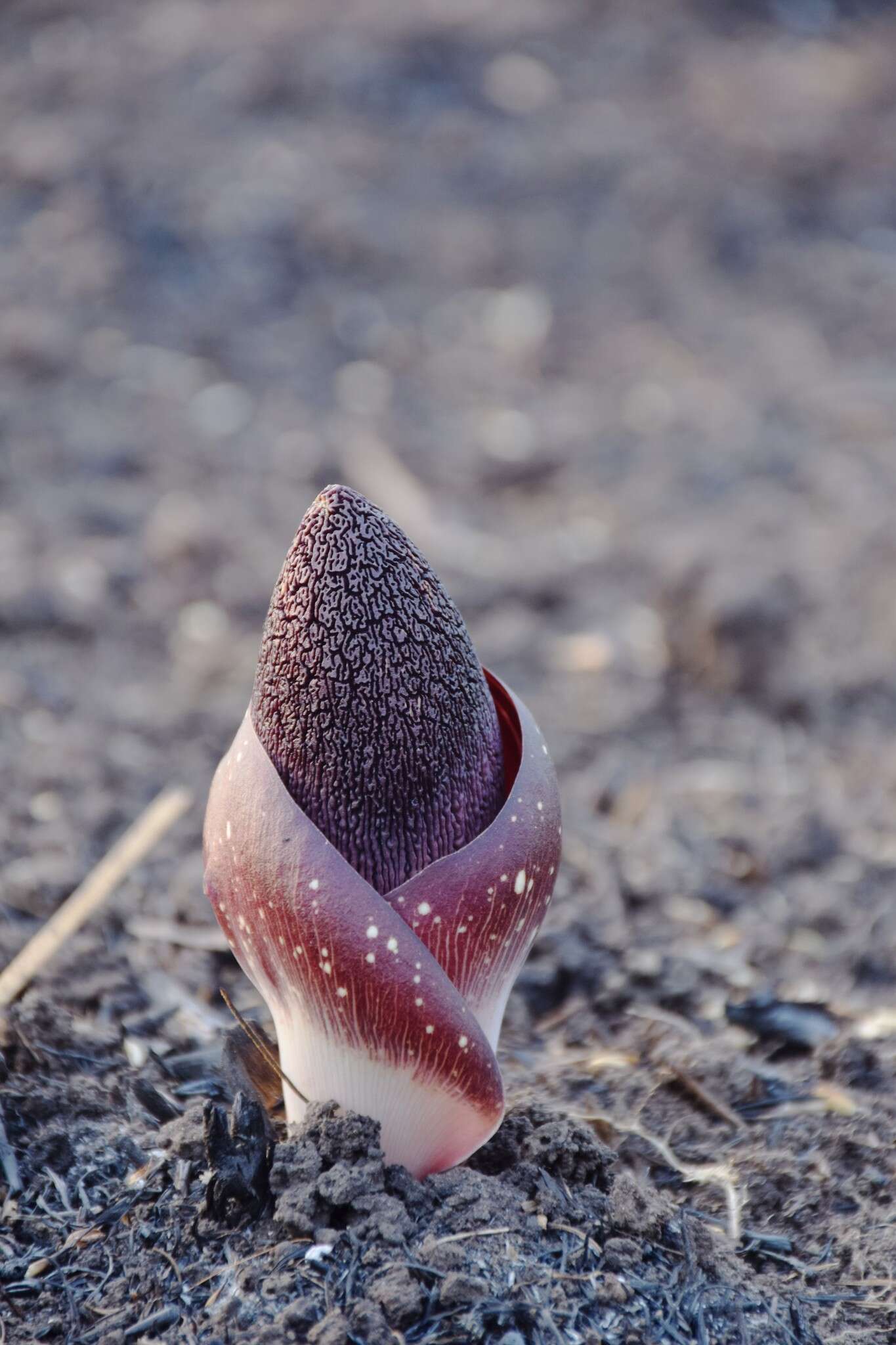 Amorphophallus aphyllus (Hook.) Hutch.的圖片