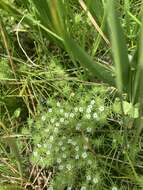 Image de Navarretia intertexta subsp. propinqua (Suksd.) A. G. Day