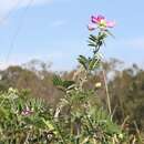 Sivun Tephrosia glomeruliflora Meissner kuva