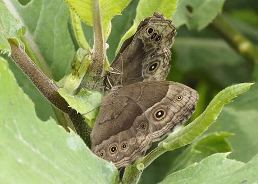 صورة <i>Bicyclus safitza aethiops</i>