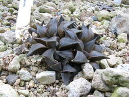 Haworthia resmi