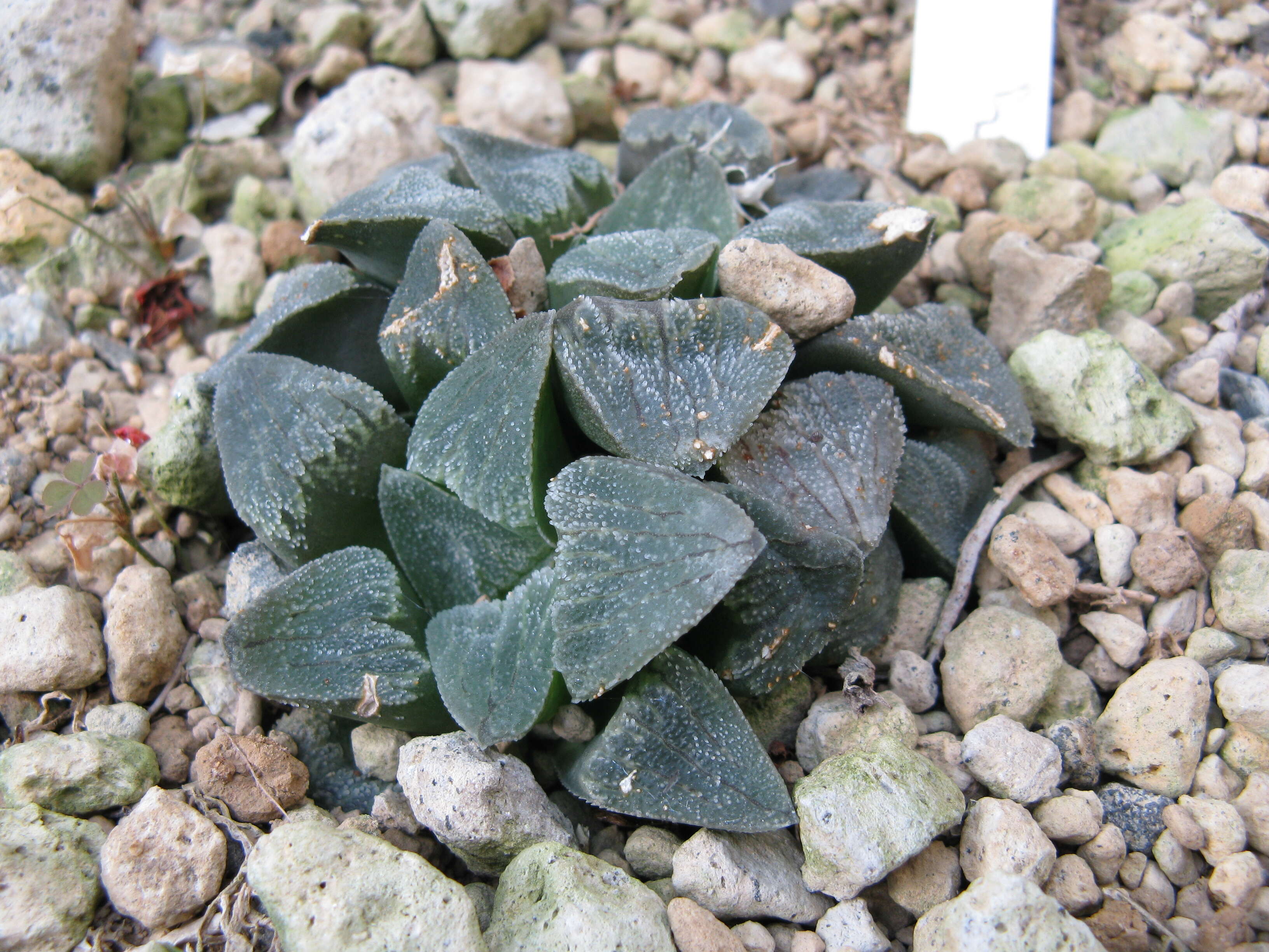 Слика од Haworthia pygmaea Poelln.